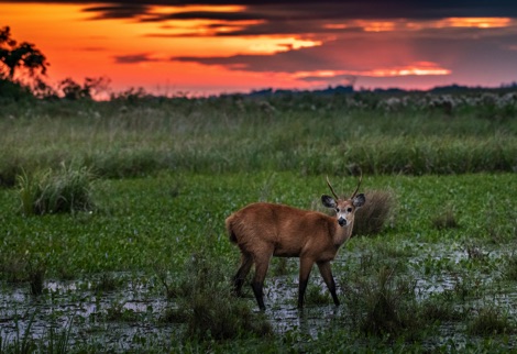 Deer with sunset Ibera National Park Journeys with Purpose